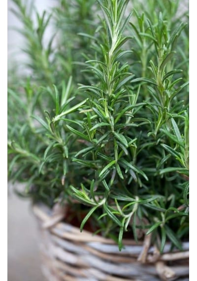 Biberiye Fidanı - Rosmarinus Officinalis 2 Yaşında Tüplü