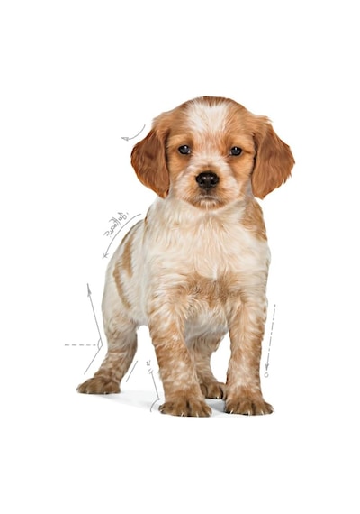 Ayrex Medium Junior Orta Irk Yavru Köpek Maması 4 Kg
