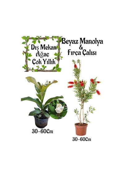 Kokulu Manolya Ağacı 1 Adet Saksılı+kırmızı Oya Ağacı 1 Adet Saksılı Bahçe Seti