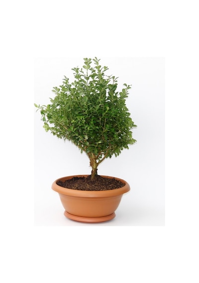 Bonsai Şimşir Fidanı Ev / Ofis Bitkisi - 3 Adet