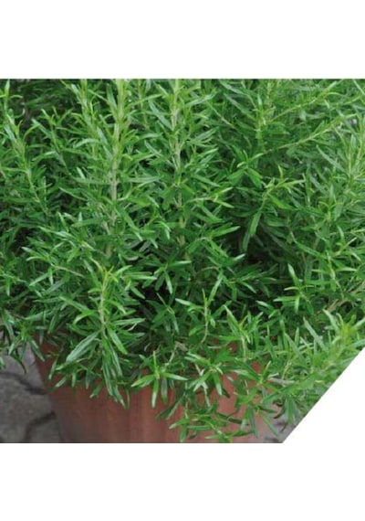 20 Adet Biberiye Fidanı Rosmanirus Officinalis Dahil