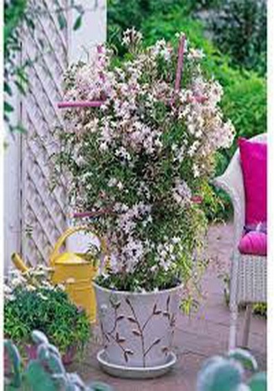 Videolu Çin Yasemini Kokulu Beyaz Renkli 20 60cm 1 Adet Saksılı Fidan Jasminum Polyanthum Jasmine