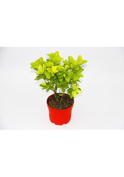 Sarı Kırmızı Gold Taflan Euonymus -  N11.6313