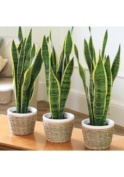 Paşa Kılıcı - Peygamber Kılıcı (Sansaveria trifasciata) 20 cm  3