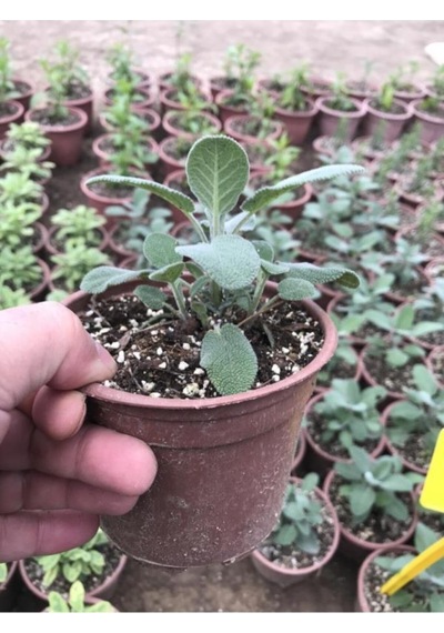 Salvia Culinaria Adaçayı Şalba Fidanı 10-20 Cm