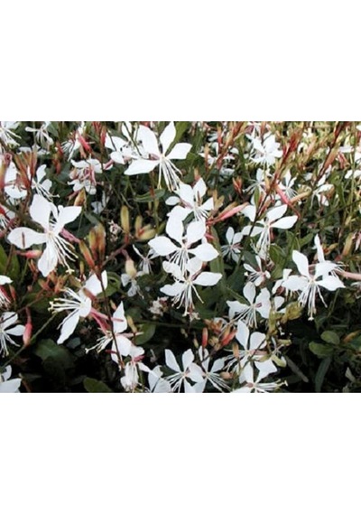10 Adet White Gaura Whırlıng Butterflıes Tohumu
