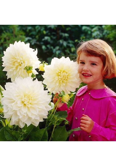 White Perfection İri Çiçekli Dahlia Dalya Yıldız Çiçeği Soğanı 1 Soğan