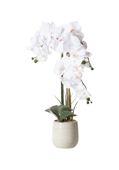 Mudo Home Rıva Saksılı Orkide 60 Cm Beyaz