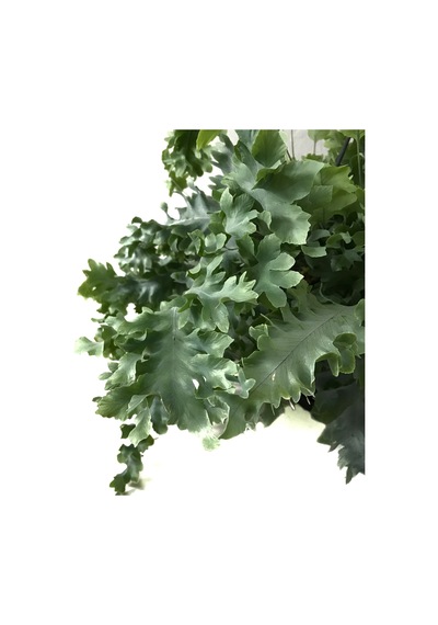 Phlebodium Aureum 'Davana' Ø17 CM Y40-45 CM