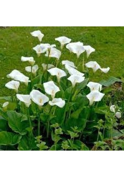 5 Adet Tohum Nadir Beyaz Calla Lily Çiçek Tohumu