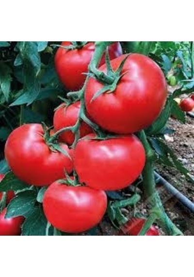 Falkon Domates Tohumu Ekim Seti 10 Tohum + Saksı + Toprak