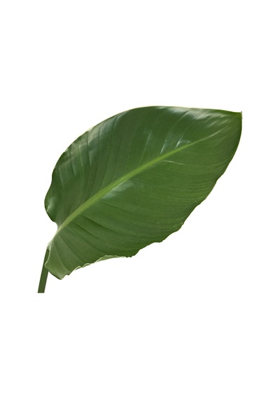Strelitzia Nicolai - Ev Ve Ofis Bitkisi N11.717
