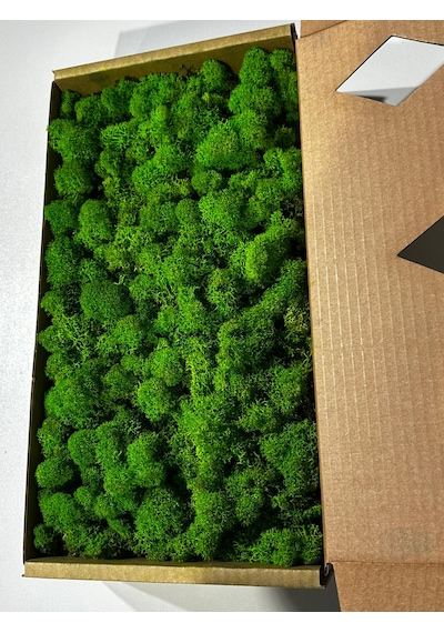 Reindermoss, Şoklanmış Norveç Yosunu, Terarium Yosunu, Grass Green Light
