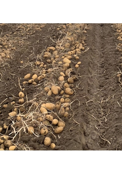 Akdeniz Kumpirlik Patates - 5 Kg