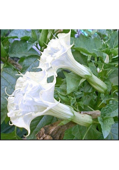 10 Adet White Ballerina Trumpet Tohumu