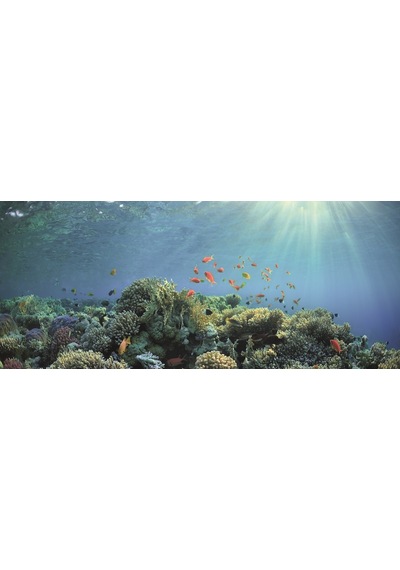 Kanki Pet Kp1556530 Akvaryum Arka Fon Yapıştırma 155 X 65 Cm