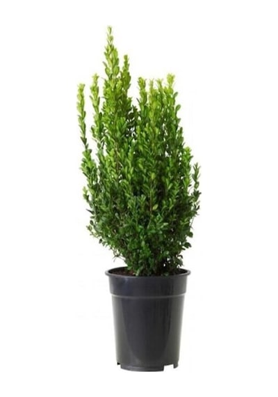 Serada Decor Plant Şimşir 20-40 Cm Buxus Japonica Rococo Çit Yapımına Uygun Dış Mekan Süs Bitkisi