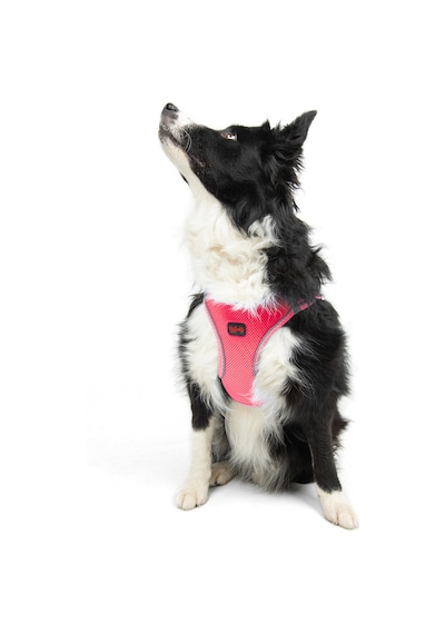 Air-Mesh Küçük ve Orta Irk Kedi Köpek Göğüs Tasması - Yumuşak, Nefes Alabilir, Dayanıklı NEON PEMBE L
