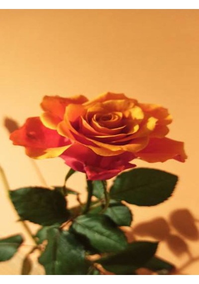 Videolu 1 Adet Canlı Turuncu Bodur Gül Fidanı 20-40 Cm Tüplü Çiçekli Bodur Bitkiler Orange Rose