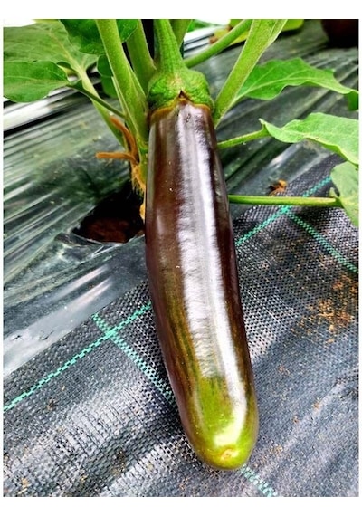 Bangladeshi Long Etli Patlıcan Tohumu 15 Tohum