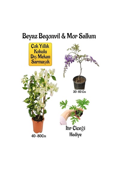 Beyaz Begonvil Çiçeği+mor Salkım Ağacı Fidanı Itır Çiçeği Hediyeli Bahçe Peyzaj Seti