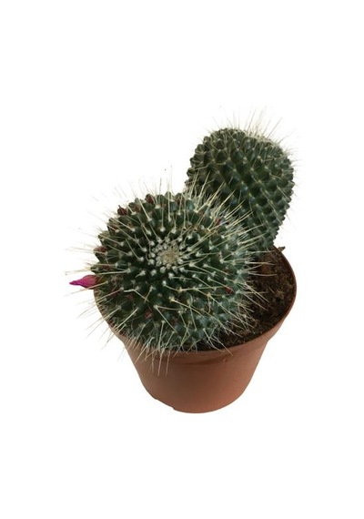 Mammillaria Spinosissima - Büyük Boy 14lük Saksıda Ürün