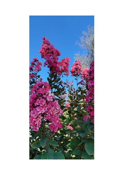 Pembe Oya Lagerstroemia Fidanı 10-20 Cm