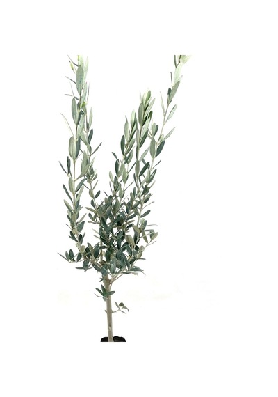 Zeytin Fidanı Gemlik Sofralık Zeytin 2 Yaş 70-80 Cm