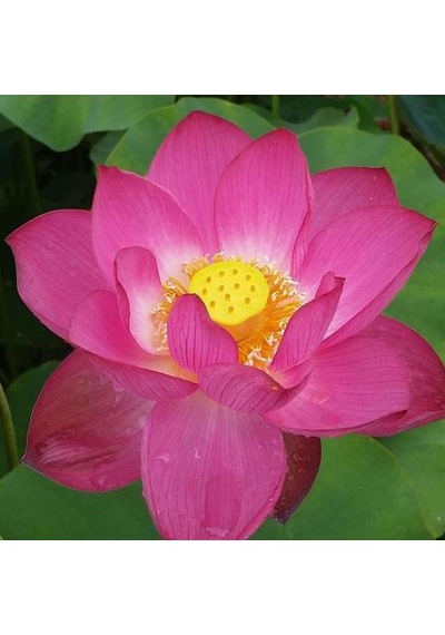 10 Adet Tohum Kırmzı Lotus Su Çiçeği Lotus Nilüfer Çiçek