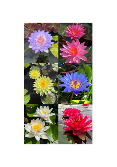 15 Adet Lotus Çiçeği Tohumu Nilüfer Çiçeği Karışık Renkli Orjinal Lotus Su Ve Toprakta Yetişir