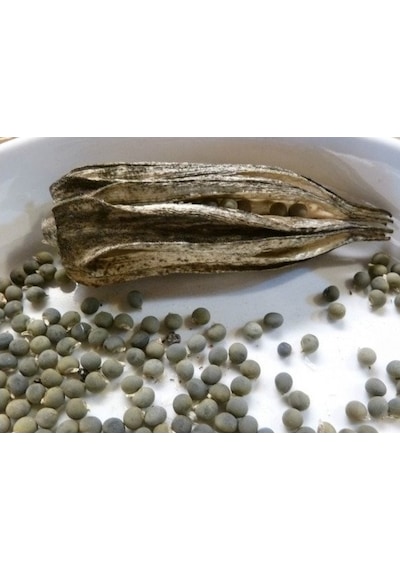 Lokman Aktar Bamya Tohumu 1 KG