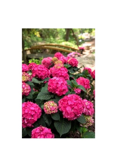 Canlı Ortanca Çiçeği Fidanı-pembe Renk 10-20 Cm