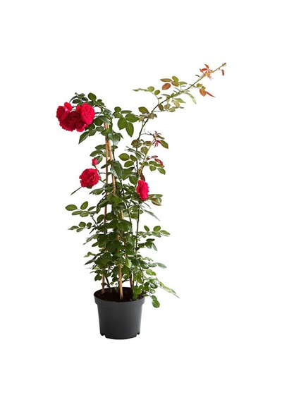 Kırmızı Sarmaşık Gül Fidanı 1 Adet Saksılı/tüplü 50-80cm Red Rose