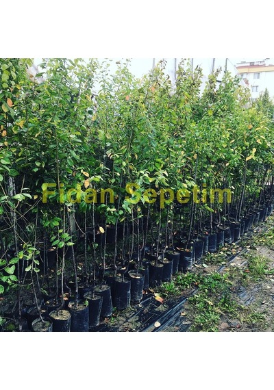 3 Yaş Aşılı Mürdüm Erik Fidanı Yarı Bodur