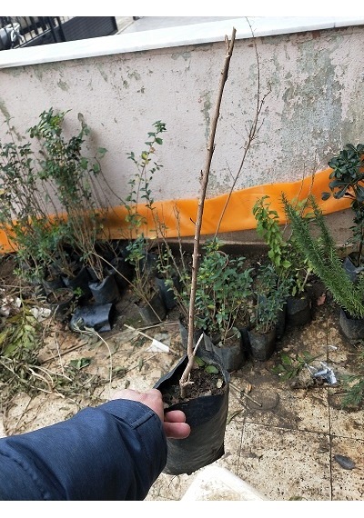Tüplü Pembe Oya Ağacı Fidanı 50-70 Cm. Her Mevsim Dikilebilir