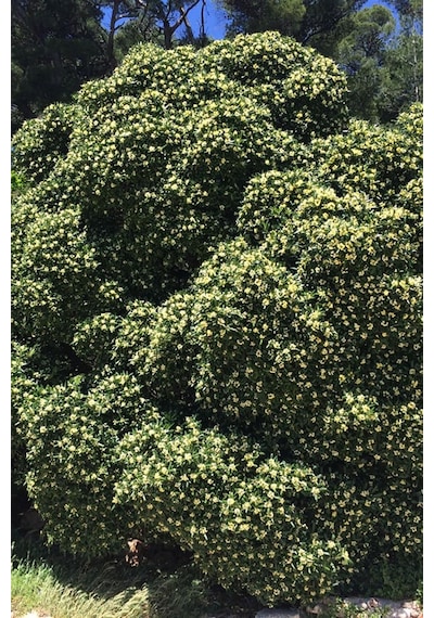 Yıldız Çalısı - Pittosporum Tobira
