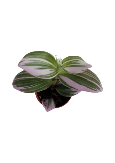 Tradescantia Nonuk Telgraf Çiçeği Fidanı 10-20 Cm
