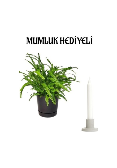 Aşk Merdiveni Bitkisi Sevgililer Gününe Özel Mumluk Hediyeli Ofis Çiçeği