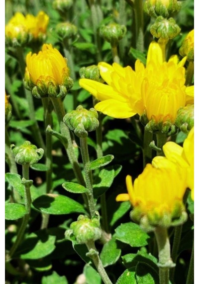 Kasımpatı Chrysanthemum 2 Li Set 20-25cm Sarı