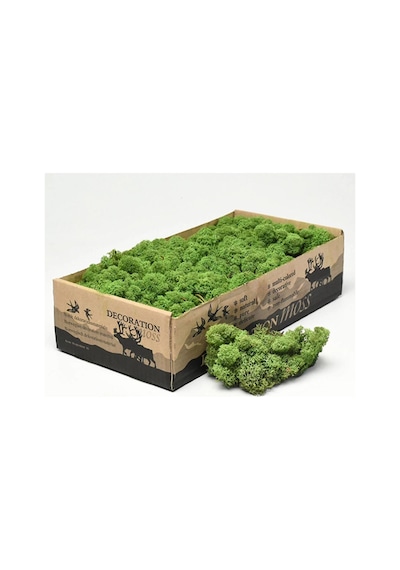 Reindeer Moss Forest Green-dark Green 2'li Set Şoklanmış Ithal Norveç Yosunu