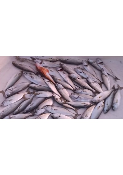 Sardin Jig 20g Renk: 20 - Sahte Yem Kaşık Rapala - Levrek, Palamut, Lüfer, Çinekop, Turna İçin En İyi Jig Yemi