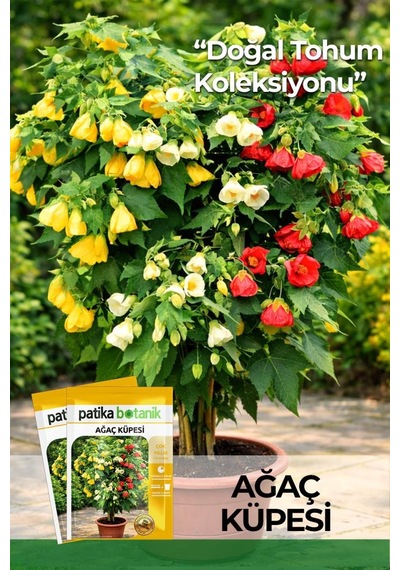 30 Adet Ağaç Küpesi Çiçek Tohumu (Abutilon Hybridum)
