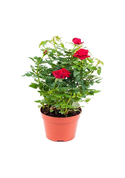 Videolu Kokulu Kırmızı Gül 1 Adet Saksılı 50-70cm Aşılı Gül Red Rose