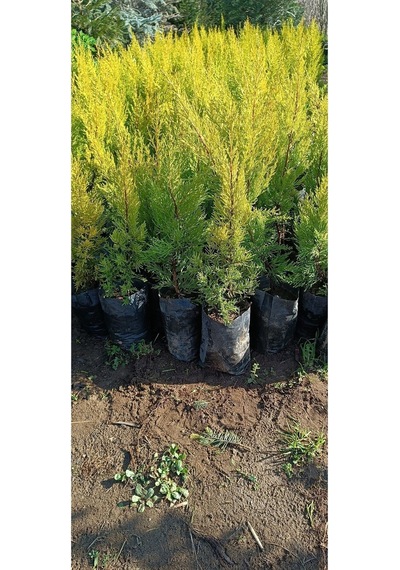 Videolu Limoni Servi Çamı 1 Adet Saksılı/ Tüplü 30-60cm Bahçe Bitkisi Cupressus
