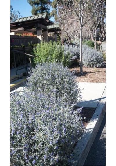 Videolu Dekoratif Zeytin Çalısı 30 45 Cm 5 Adet Saksılı/tüplü Teucrium Fruticans