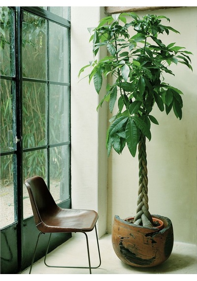 Örgülü Para Ağacı – Pachira Aquatica 30-40 cm