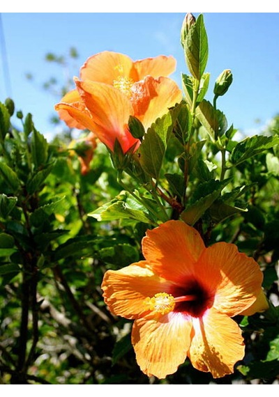 Videolu Turuncu Japon Gülü Çiçeği Fidanı 3 Adet Saksılı/ Tüplü 50-70 Cm Hibiscus Rose