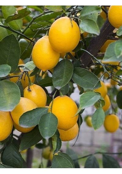 Tüplü Saksılık Bodur Yediveren Limon 3 Yaş 50-60cm