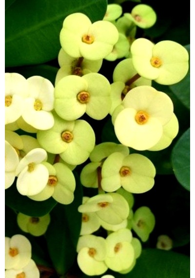 Gold Euphorbia Dikenler Tacı Mini Boy 12-13cm