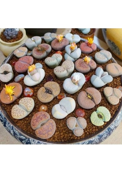 10 Adet Living Stone Succulent Tohumu